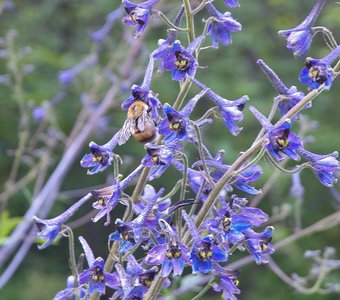 За нектаром