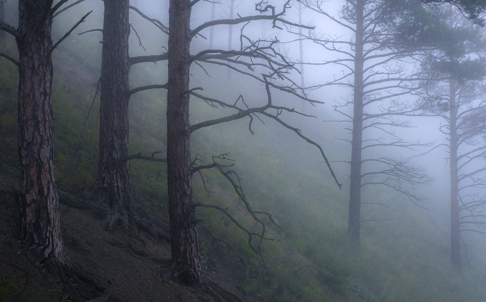 Таинственный лес