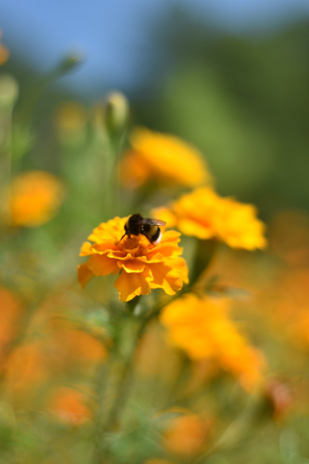 Шмель на цветочке