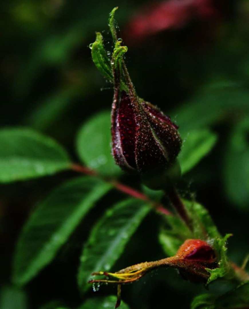 После дождя