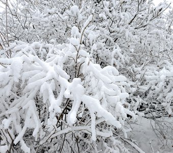 Деревья и кусты после снегопада