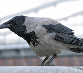 Серая ворона на фоне Крымского моста