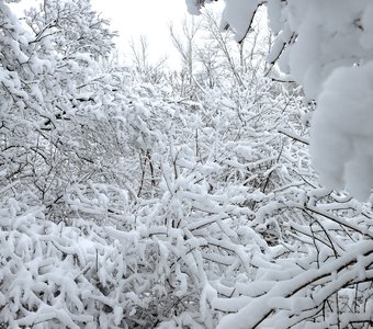 Деревья и кусты после снегопада