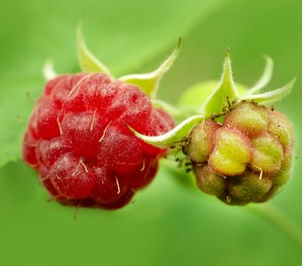 Ягода-малина