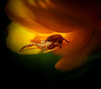 Ловец солнца