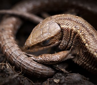 Сон дракона.