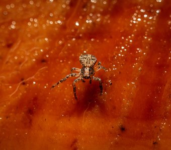 Оранжевое настроение