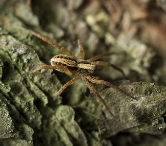Придет серенький волчок…