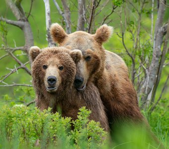 Любовь и медведи