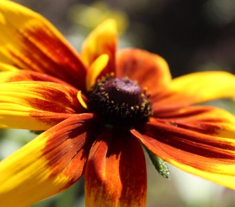 на даче в Ярославле