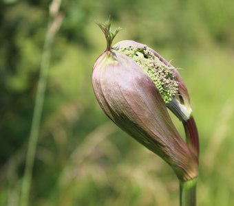 Красота вокруг нас