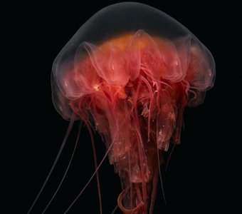 Медуза Цианея у берегов Солоцецких островов