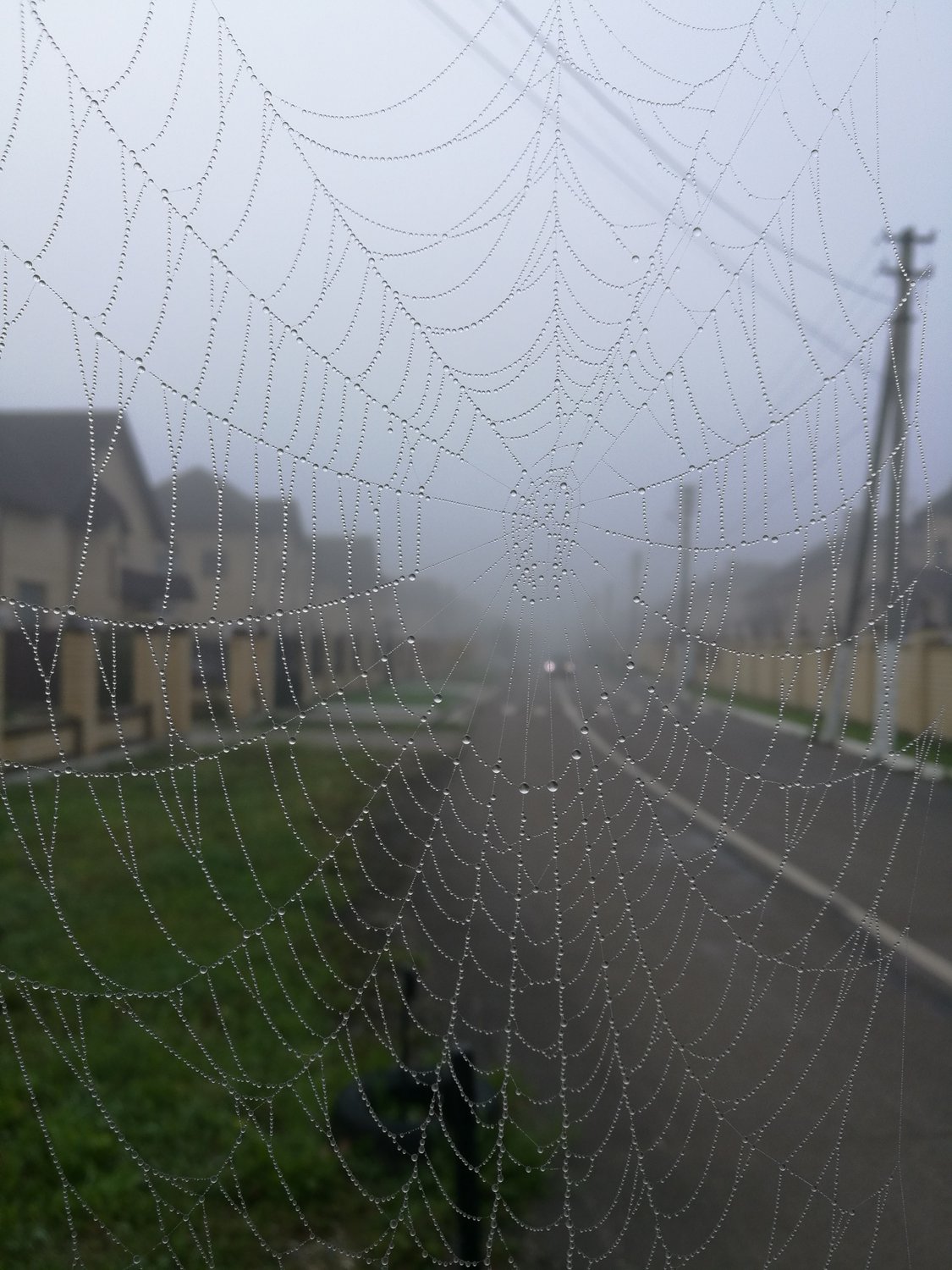 Туманное утро паука