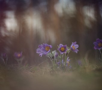 Сказки Воронежского леса