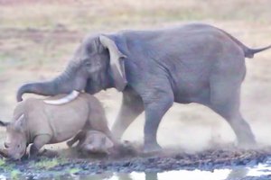 Слон напал на самку и детеныша носорога: видео