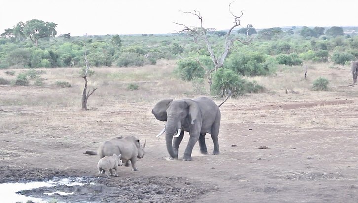 Фото: Kruger Sightings