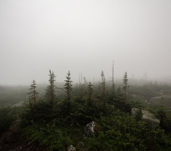В тумане