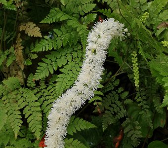 Actaea cimicifuga