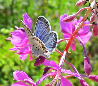 Утренняя красавица.