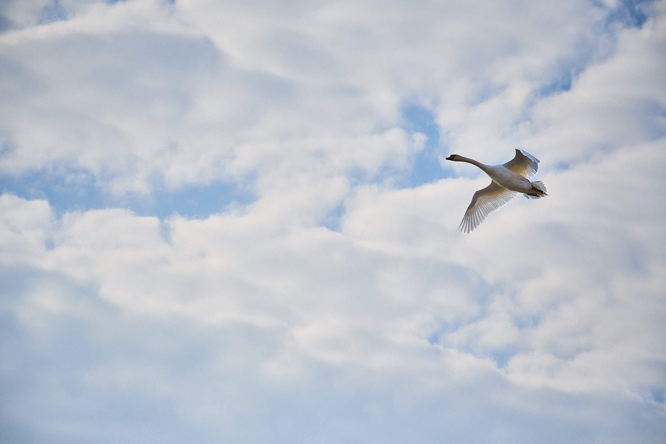 Летящий лебедь — Фото №1305830