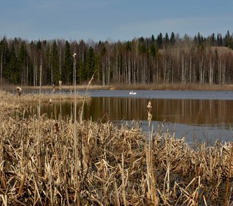 Любовь и лебеди