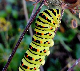 Бабочка парусник