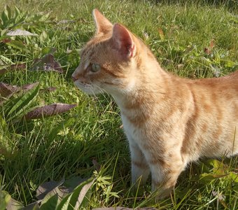 Таинственный мир глазами кошки...