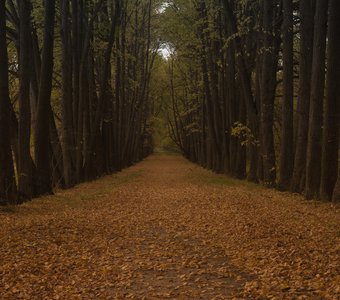 Осенняя пора. Золота очарования.