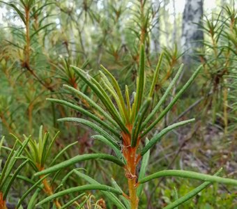 Еловые рощи