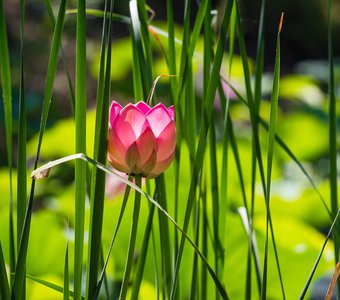 Самый чистый цветок планеты - озеро лотосов, Волгоградская область