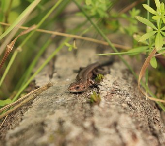 Хозяйка Медной горы