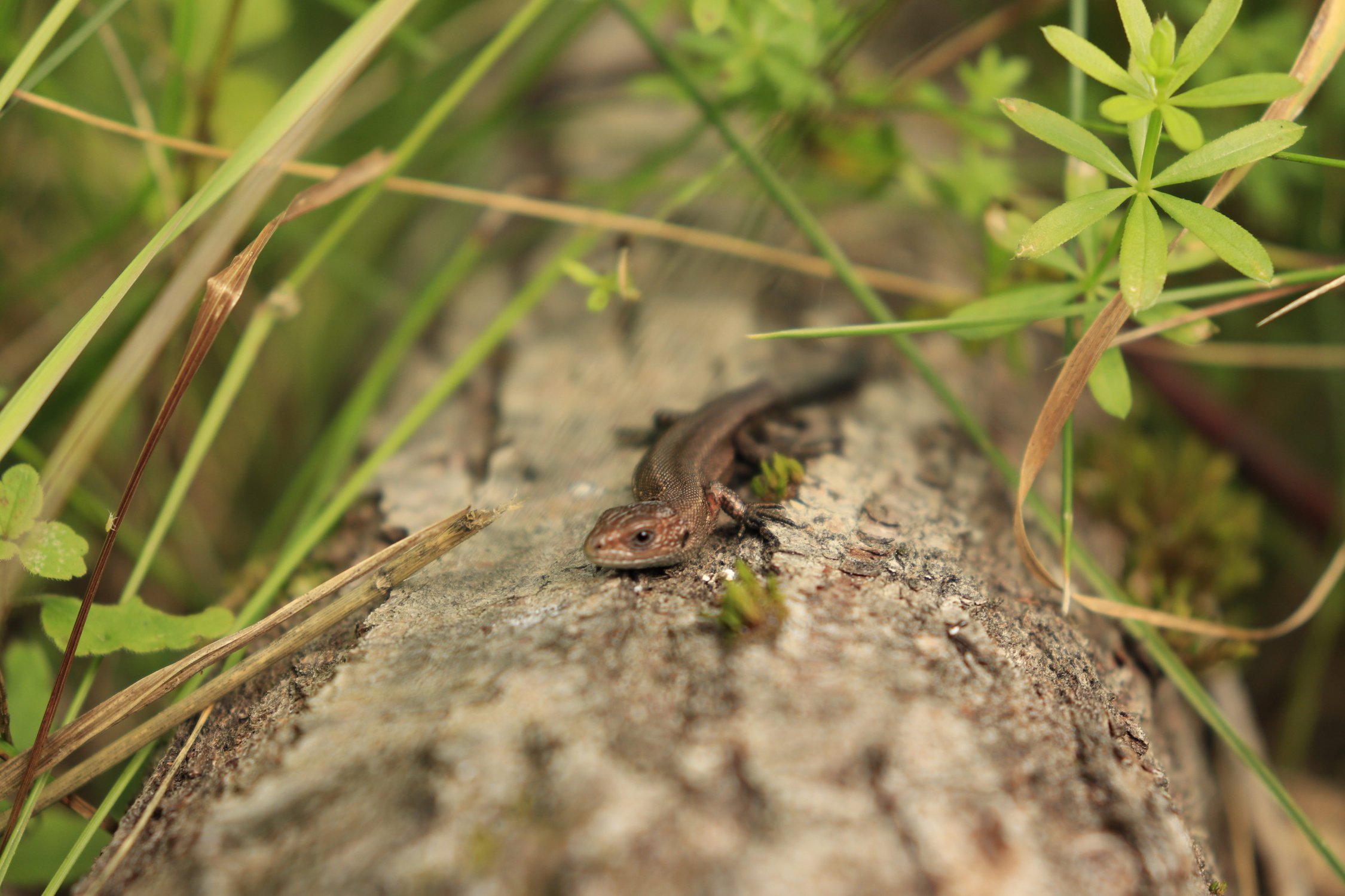 Хозяйка Медной горы