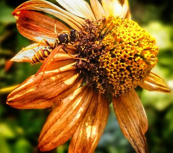 Так устроена природа: Нет без пчел в природе меда..