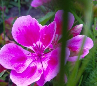 Лиловый цвет