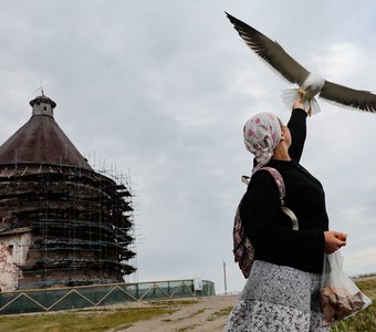 Кормление чаек