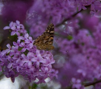 Весеннее вдохновение - бабочка на цветущей сирени