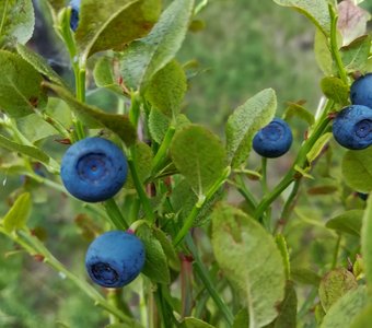 Ягодный полдень