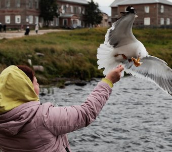 Кормление чаек (2)
