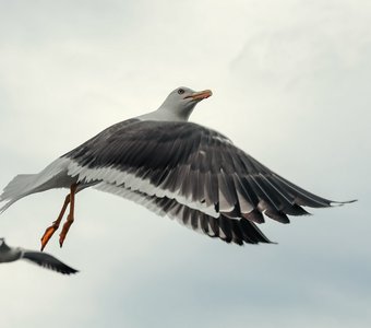 Полет чайки