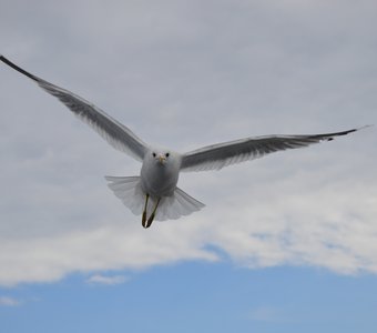 Бреющий полет