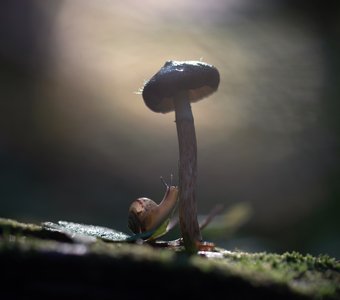 Волшебный лес...