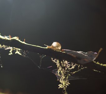 Хрустальная природа...