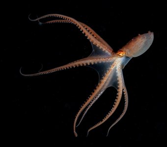 Juvenile Giant octopus Dofleini.