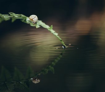 Мои отражения...