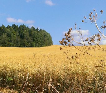 Осенние просторы