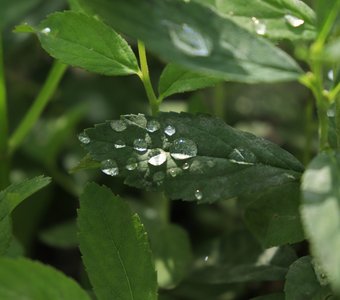 Небесная роса