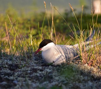 Морская ласточка