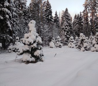 Под лаской белоснежного пледа