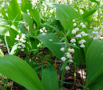 "Ландыш-первый майский цветок"