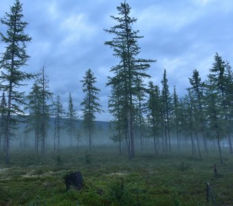 Призрачный лес